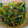 はちみつlove's cooksnap of when they made 小松菜のごま和え.