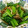 ととろ＆めい's cooksnap of when they made 簡単☆舞茸と小松菜の冷やし煮浸し♪.