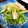 shino⚪yu's cooksnap of when they made 食物繊維たっぷり！水菜のお浸し、サラダ風.