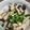 kumamother's cooksnap of when they made 簡単一品♪シメジでバターポン酢♪.