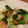えりきち☻'s cooksnap of when they made 食欲そそる☆青梗菜と椎茸のバター醤油炒め.