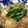 sacchiino's cooksnap of when they made 簡単！かぶのそぼろ煮.