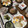 ぐりtoぐら's cooksnap of when they made 豚肉としめじのオイスターソース炒め.