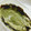 tomitomico's cooksnap of when they made 6月の柿の若葉…柿の葉寿司用に保存。.