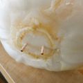 お塩と砂糖's cooksnap of when they made 白菜や、キャベツの保存方法。.