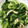 たぬっこランド's cooksnap of when they made 小松菜と油揚げの煮びたし.