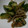 ヨシヨッシー's cooksnap of when they made 梅きゅうりとしらすの和え物.