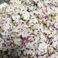 ７２３'s cooksnap of when they made ゆかりとんぶりごはん.