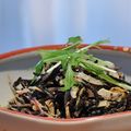 MyDining's cooksnap of when they made ひじきっておいしい♪マヨネーズとポン酢で.