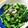 ゆきとろ's cooksnap of when they made 簡単 菜の花のわさび和え.