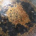くむちん's cooksnap of when they made 焼肉のたれ☆醤油味♪.