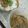 cootie's cooksnap of when they made イカの塩辛.