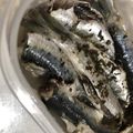 ユカtoマオマオ's cooksnap of when they made イワシの茹でマリネ＊簡単レンジ.