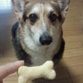 かわちー's cooksnap of when they made にんじんクッキー(犬用).