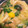 67luna's cooksnap of when they made ゆずと三つ葉のあっさり鶏うどん.