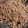 桃花子's cooksnap of when they made 【龍愛】合いびき肉で☆甘辛肉そぼろ.