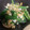 キノコのヤマ's cooksnap of when they made 簡単☆お弁当にも☆ほうれん草の卵とじ炒め.