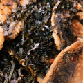 まな_mana's cooksnap of when they made 鯖缶とカブの塩昆布和え【作り置き】.