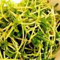 クックみゅーみゅー's cooksnap of when they made 簡単！豆苗のかつお節あえ☆.