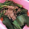 1男4女のママ's cooksnap of when they made 小松菜のナムル.