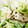 サクタ４'s cooksnap of when they made りんごとレタスの胡麻マヨサラダ。.