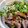 クックI4WO42☆'s cooksnap of when they made 低カロリーおつまみ簡単！砂肝のネギまみれ.