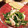 ぱんだ食堂★'s cooksnap of when they made 春菊とササミの柚子胡椒マヨ和え.