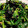 RiRicot's cooksnap of when they made ☆ほうれん草の海苔ゴマ和え☆.