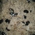 クック061ZXK☆'s cooksnap of when they made もち米が入った黒豆ご飯。炊飯器で炊けるよ.