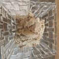 vickeちゃん's cooksnap of when they made 鯖のリエット風♡鯖缶で３分♬.