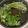 ノワコ's cooksnap of when they made しおれたパクチーが蘇るーΣ(ﾟДﾟ).