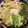 よねずぃ〜's cooksnap of when they made あかもく（ギバサ）うどん.