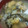 あゆたっくん's cooksnap of when they made 白菜と生ワカメの味噌汁♪.
