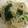 mitimiya's cooksnap of when they made レンジで簡単♡ほうれん草ともやしのナムル.