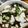 くるゆう's cooksnap of when they made 小蕪の浅漬け.