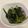 papikun's cooksnap of when they made 青菜(小松菜など)の海苔和え.