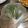 んりおか's cooksnap of when they made 大葉(青ジソ)長期保存方法.