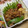 ゆいランラン's cooksnap of when they made 豚肉の甘辛焼き　お弁当のおかずに♪.