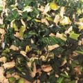 いちごのさと's cooksnap of when they made #無限！小松菜とツナの炒め物.