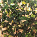 いちごのさと's cooksnap of when they made #無限！小松菜とツナの炒め物.
