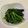 papikun's cooksnap of when they made ほうれん草のからし和え(小松菜でもok).