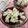 mcapちゅん's cooksnap of when they made ぷるるん★魅惑の黒蜜ゼリー.