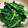 ★ぴよぴよ501★'s cooksnap of when they made 小さじ1本で！菜の花の和え物.