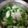 クックHQ0TCS☆'s cooksnap of when they made 鯛のアラ鍋！出汁が◎＾＾.