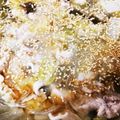 クッキン坊主's cooksnap of when they made 白菜が絶品★ピエンロー鍋（中華風白菜鍋）.
