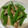 金木犀と山茶花's cooksnap of when they made 鶏肉とスナップエンドウのマヨ炒め.