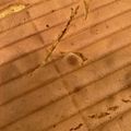 かせぃじん's cooksnap of when they made 失敗しない！超しっとりハニーカステラ.