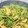 ◯usa◯'s cooksnap of when they made パサパサしない 豆苗とたまごの炒め物.