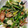 no1642's cooksnap of when they made 簡単！里芋のバター炒め♪.