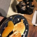 はるかぴーや's cooksnap of when they made 犬用ケーキ(パンケーキ).